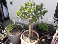 Cactus, plantes grasses: crassula ovata obliqua, 10/12 cm