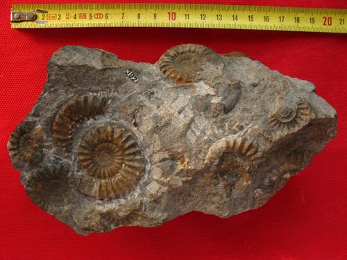 Ammonites sinémurien - sinémurien,