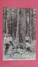 APPROXIMATELY SALINS LES BAINS ... FELLING OF A GIANT FIR .. WOOD CRAFT
