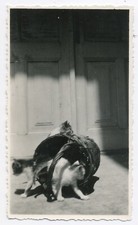 Vintage Original Photo Snapshot Cats Playing with Wicker Basket - SA252