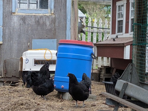 Pure black ayam - 12, cemani