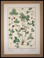  GRASSET, Eugène, Fraisier