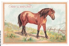 CAR-ADOP11-0892-CHROMOS - shetland pony