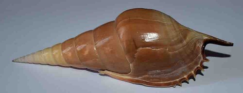 Coquillages strombidae - coquillages,