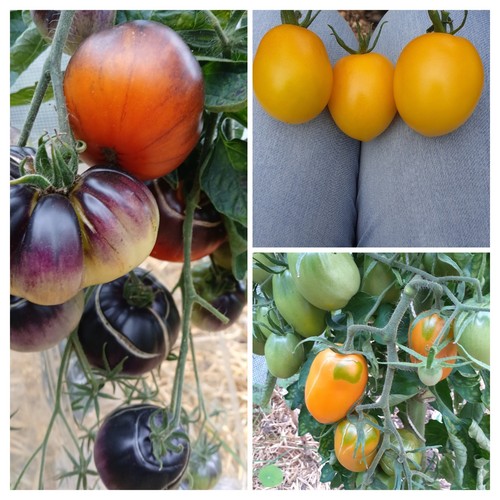 Lot variétés tomates - lot, 3