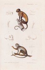 Capucin Büscher Singe Gravure