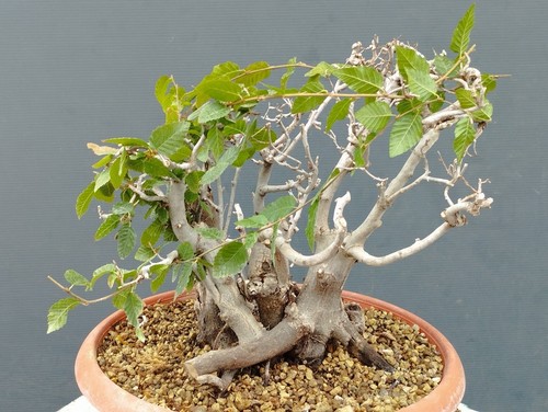 Bonsaï carpin blanc - , 30