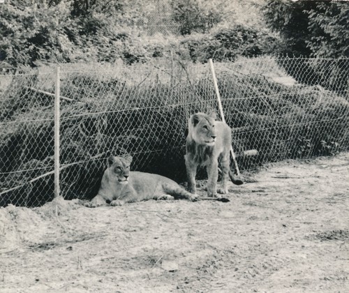 Lion lioness animal - lioness,