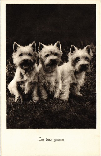 Cpa westies dogs - dogs, (1505390)