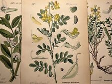 1886 Illustration ancienne chromolithographie Flora Botanica fleur livre de p...