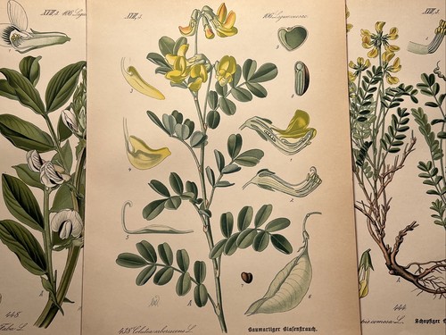 1886 illustration ancienne - 1886,