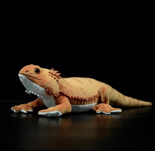 Pogona vitticeps inch - vitticeps,