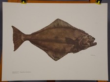 Zoology Poster Mural Chart Food Fish Halibut Turbot