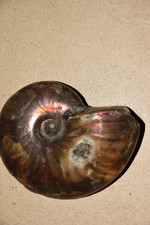 ammonite Aioloceras besairiei