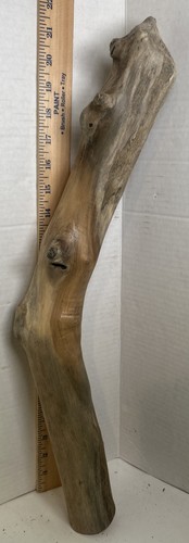 Driftwood taxidermy terrarium - driftwood,
