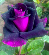 10x graines Rosier Violet