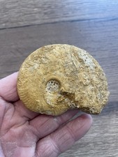 nautile ammonite fossile