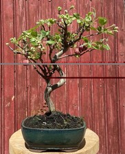 BONSAÏ POMMIER MALUS 10ANS