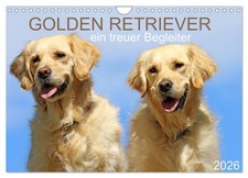 Golden Retriever un fidèle compagnon (Calendrier mural 2026 DIN A4 horizontal), 