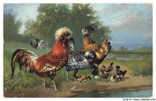 CD-BFP1-1077-CHICKEN - Chickens by a lake