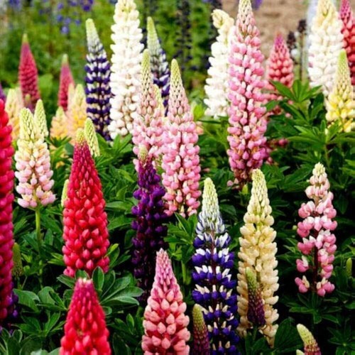 Lot graines de lupin - lot,