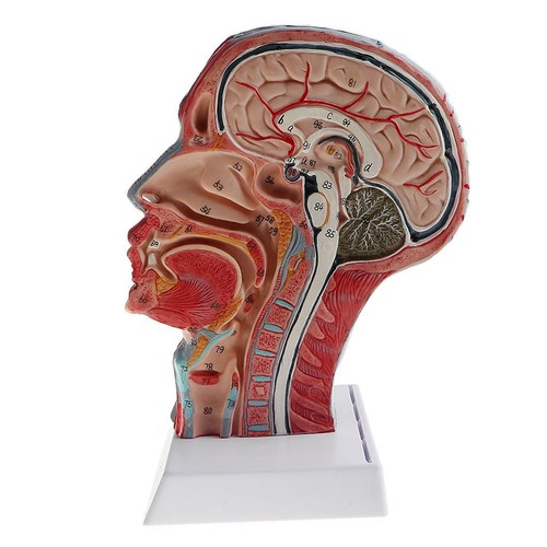 Plan sagittal tête - 1:1,,