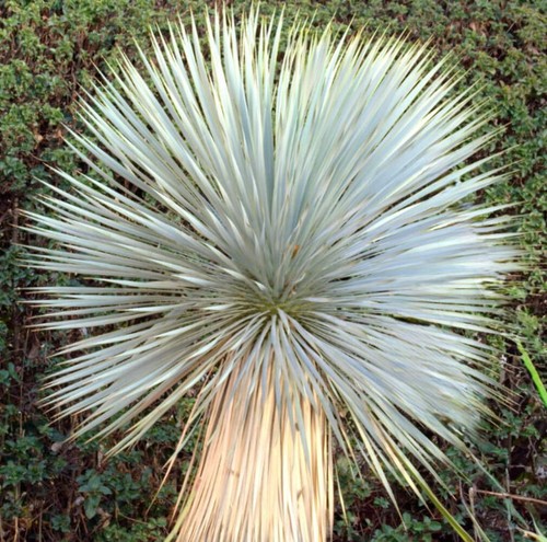 Yucca rostrata 10cm - rostrata, |