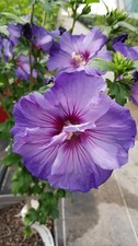 Hibiscus syriacus