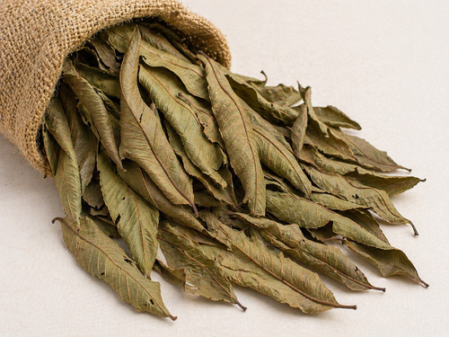 Goyave feuille psidium - feuille, (psidium