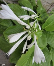 ♫ HOSTA 'Tonalité Vert