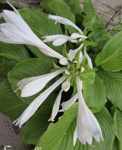 Hosta tonalité vert - ♫,