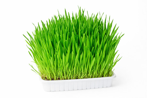 6000 graines herbe chat - 6000,