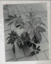 1980 Press Photo Dwarf Schefflera plant - hpa38254