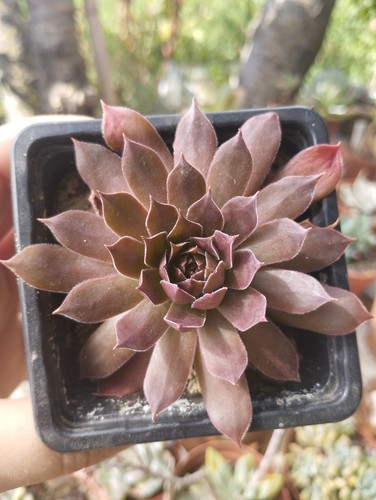 Sempervivum rouge plante - rouge,,