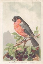 CHROME SIGN LESCURE CHOCOLATE OF GUYENNE BOUVREUIL - BIRD - 36674