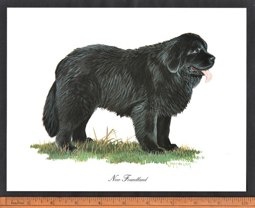 Newfoundland dog stunning - 10, x