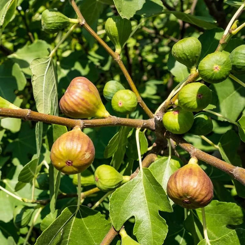 Ficus carica terza figuier - ficus,