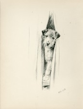 JACK RUSSELL TERRIER PEEKING LOVELY OLD 1933 DOG ART PRINT by ARTIST KF BARKER
