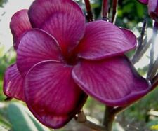 Rare Plumeria Black Tiger/frangipani- 1 cutting- imported