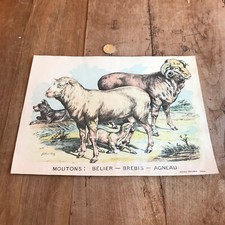 antique engraving fauna and flora N355 sheep ram sheep lamb