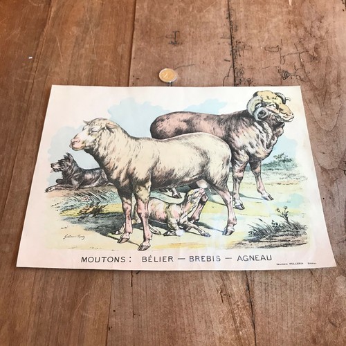 Gravure ancienne faune - gravure,