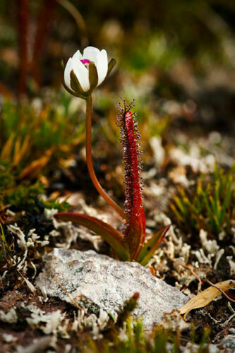 Drosera arcturi 10 graines - drosera,