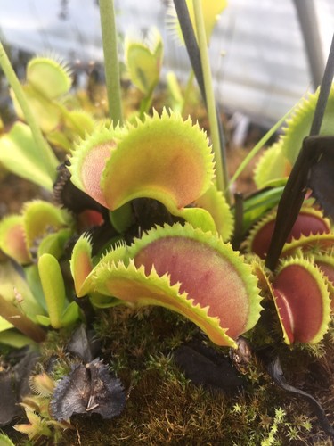 Plantes carnivores dionaea - plantes,