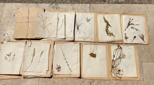 Lot planches feuilles - lot,