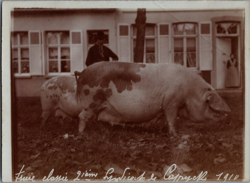 Belgique concours agricole - belgique,,