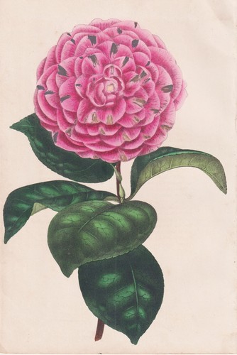 Lithographie camellia - lithographie, de
