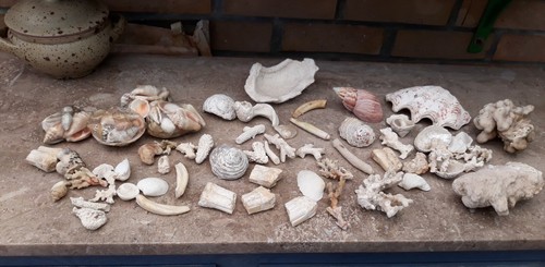 Gros lot coquillages - de,