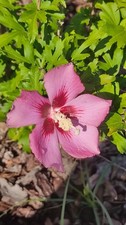 Graines d'HIBISCUS ROSE