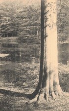 BELGIQUE BOITSFORT FORET DE SOIGNES ETANG DES ENFANTS NOYES