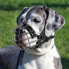 Muselière pour Chien en